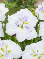 Iris ens. Dinner Plate Cupcake