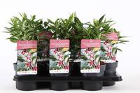 Sarcococca hum. Winter Gem®