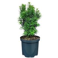 Taxus b. Funny Jewel