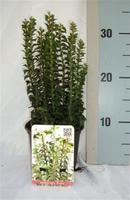 Hedera hel. Erecta