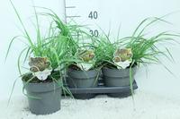Pennisetum al. Black Beauty