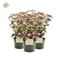Physocarpus opu. Lady in Red