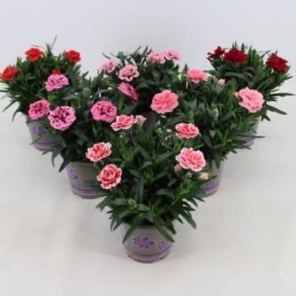 Picture of Dianthus Oscar Mix on shelf P11 22CM