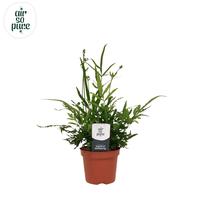 Pteris evergreen Air So Pure (INDOOR)