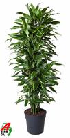 Dracaena Gold Coast branched