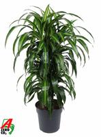 Dracaena Hawaiiana branched