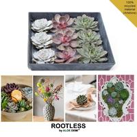 Echeveria in varieties ROOTLESS 7-10 cm in display
