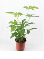 Schefflera amate