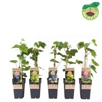 Vitis vin. in varieties (extra winterhardy -25)