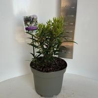 Sarcococca hookeriana Purple Gem