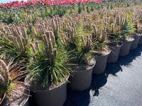 Pinus mugo Benjamin