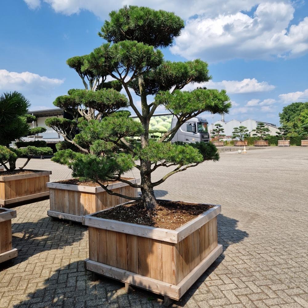 Picture of Pinus contorta 110 x 110 200/225