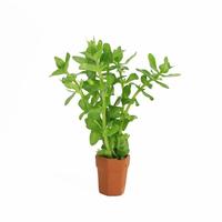 Bacopa amplexicaulis (caroliniana) BUNDEL 5cm Tray 10 × 40 £ 1.55 (Tray) £ 1.52 Shelf £ 1.51 Trolley Tray £ 1.55 × 10 (0.4%)