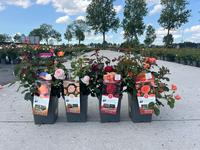 Rosa English mix
