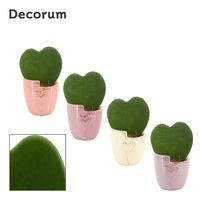 Hoya Kerrii Single in Joa (Special moods-collection)
