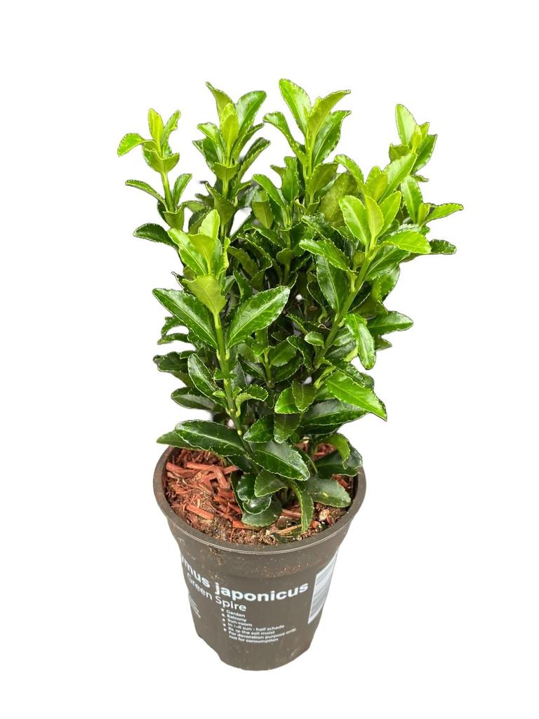 Picture of Euonymus japonicus Green Spire P9 P9
