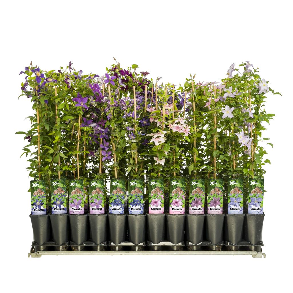Picture of Clematis in varieties P17 90cm