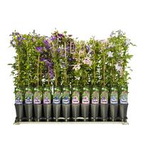 Clematis in varieties