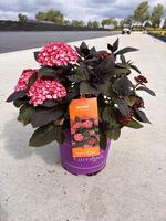 Hydrangea macr. Eclipse Red