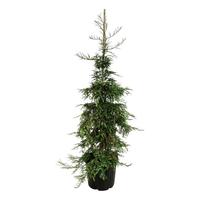 Sequoia s. Silver Ghost