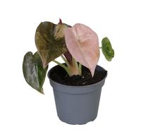 Alocasia Cupera Red Variegated