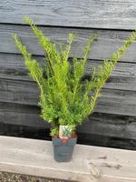 Taxus media Farmen
