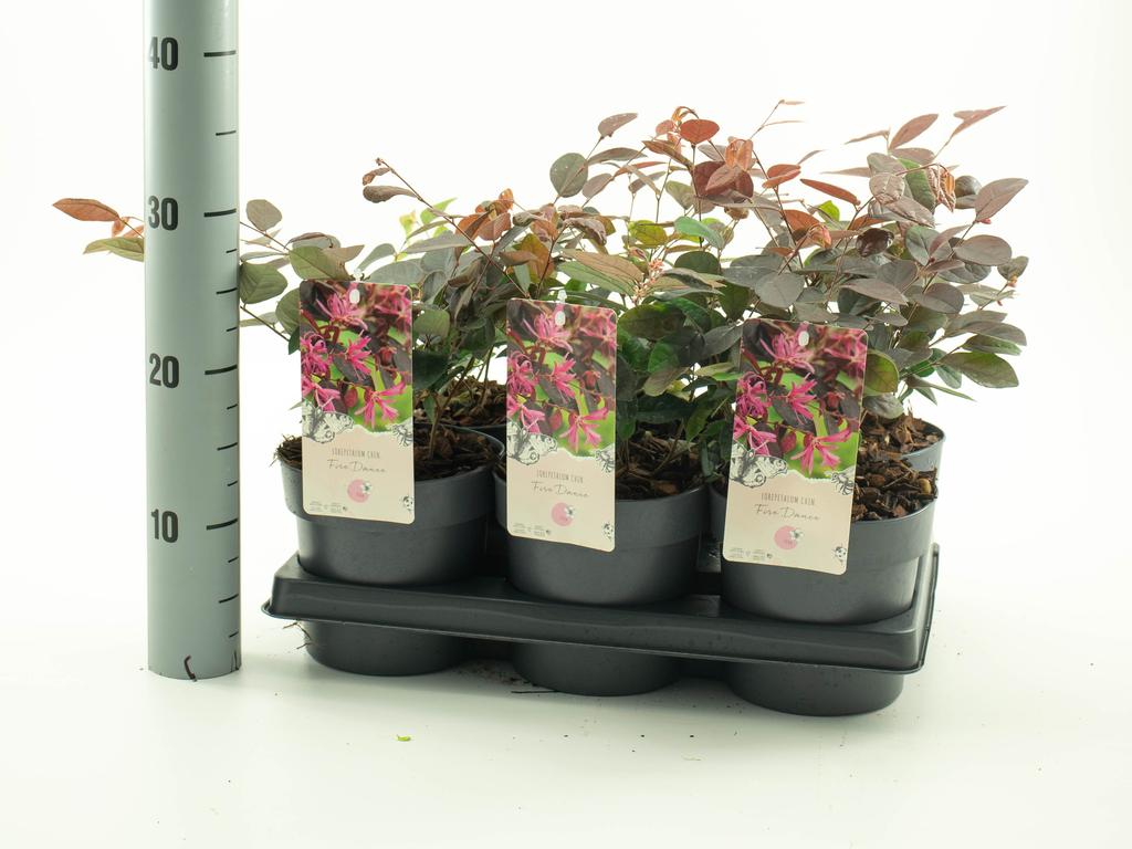 Picture of Loropetalum Fire Dance P15