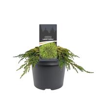 Juniperus com. Lemon Carpet