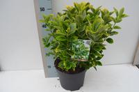 Euonymus jap. Aureus