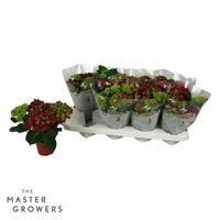 Hydrangea macr. Red 3+Flowers