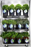 Coniferen in varieties