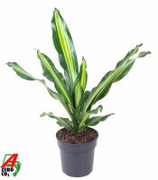 Dracaena Burley