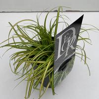 Carex osh. Eversheen