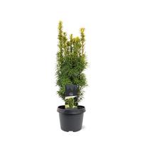Taxus baccata David