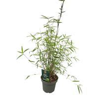 Fargesia angustissima (One Boo) Minileaf
