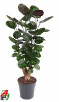 Polyscias Fabian branched
