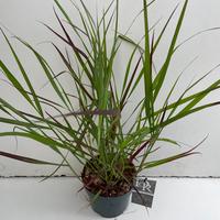 Panicum virg. Squaw