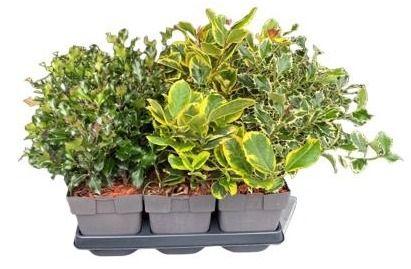 Billede af Ilex mix P17 P17 (2 Ltr) Square