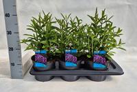 Verbena bon. Bonnie
