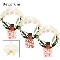 Phalaenopsis hybrid bow White in Julia ceramic
