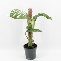 Monstera Esqueletto (A2)