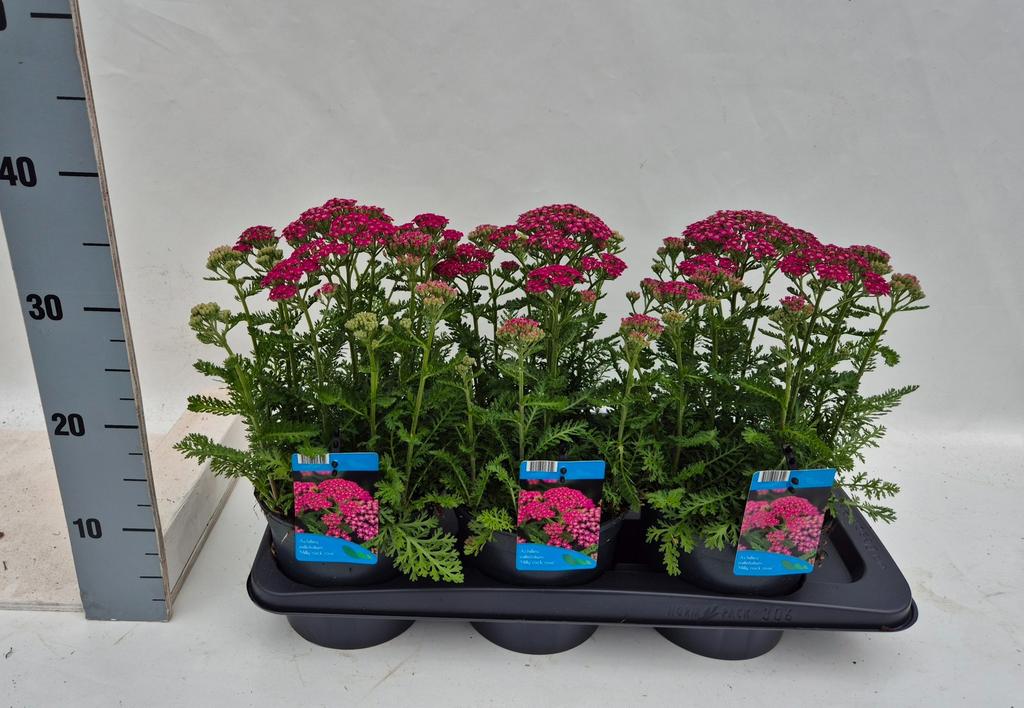 Billede af Achillea mil. Milly Rock Rose P17 (2 Ltr)