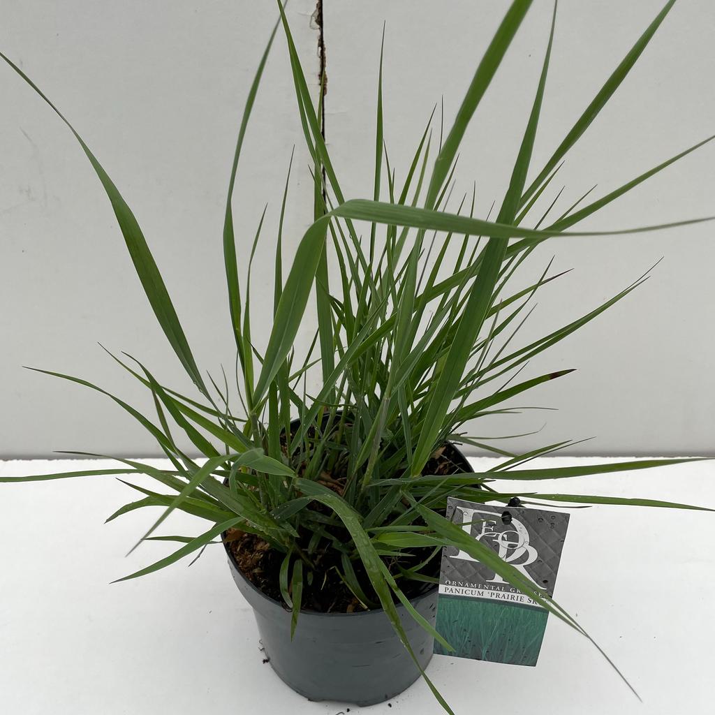 Picture of Panicum Prairy Sky P19 (3 Ltr)