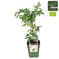 Rubus fr. Thornless Evergreen