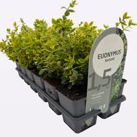 Euonymus fort. Emerald Gold