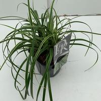 Carex osh. Evercream