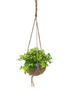 Kokodama Peperomia Rotondifolia