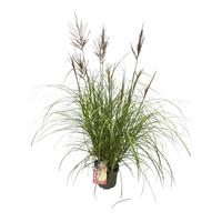 Miscanthus sin. Red Chief