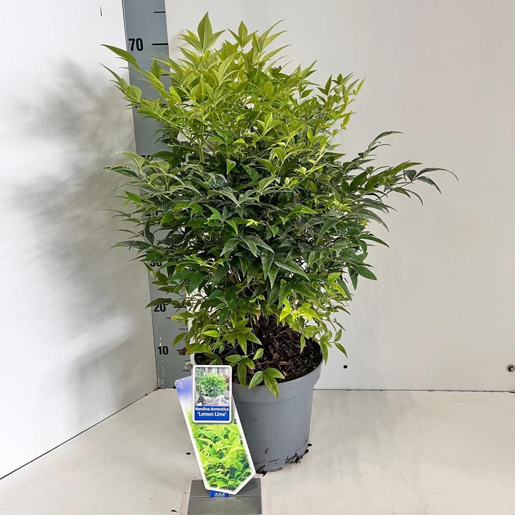 Picture of Nandina dom. Lemon & Lime P23 (5 Ltr)