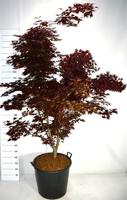 Acer pal. Fireglow